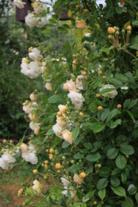 Gartnerhaven Rose ‘Ghislaine de Feligonde’