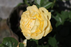 Gartnerhaven gul rose