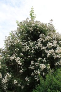 Gartnerhaven rose Lykkefund