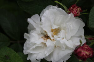 Gartnerhaven rose louise bugnet